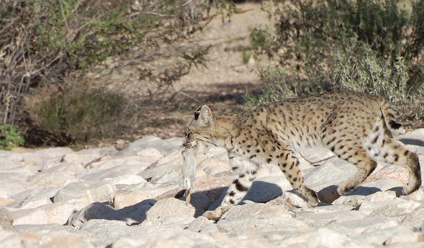 Bobcat breakfast